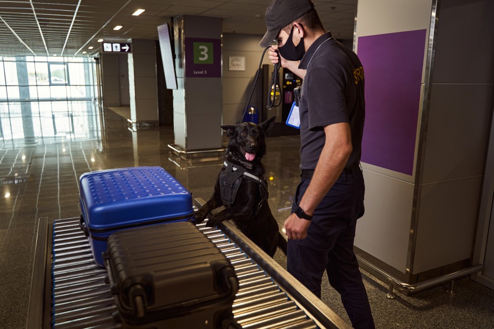 A man and his dog are inspecting luggage.